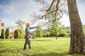 How Our Tree Care Process Works  in Rosita, TX